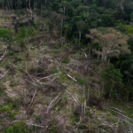 eudr, deforestation free
