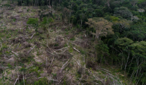 eudr, deforestation free