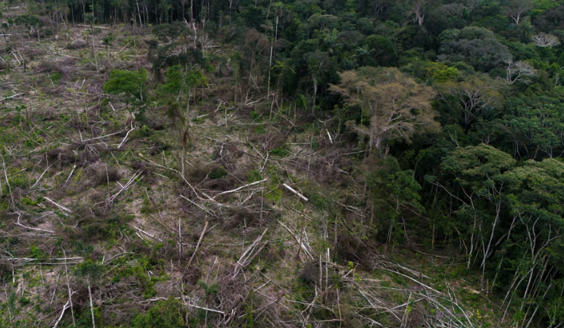 eudr, deforestation free